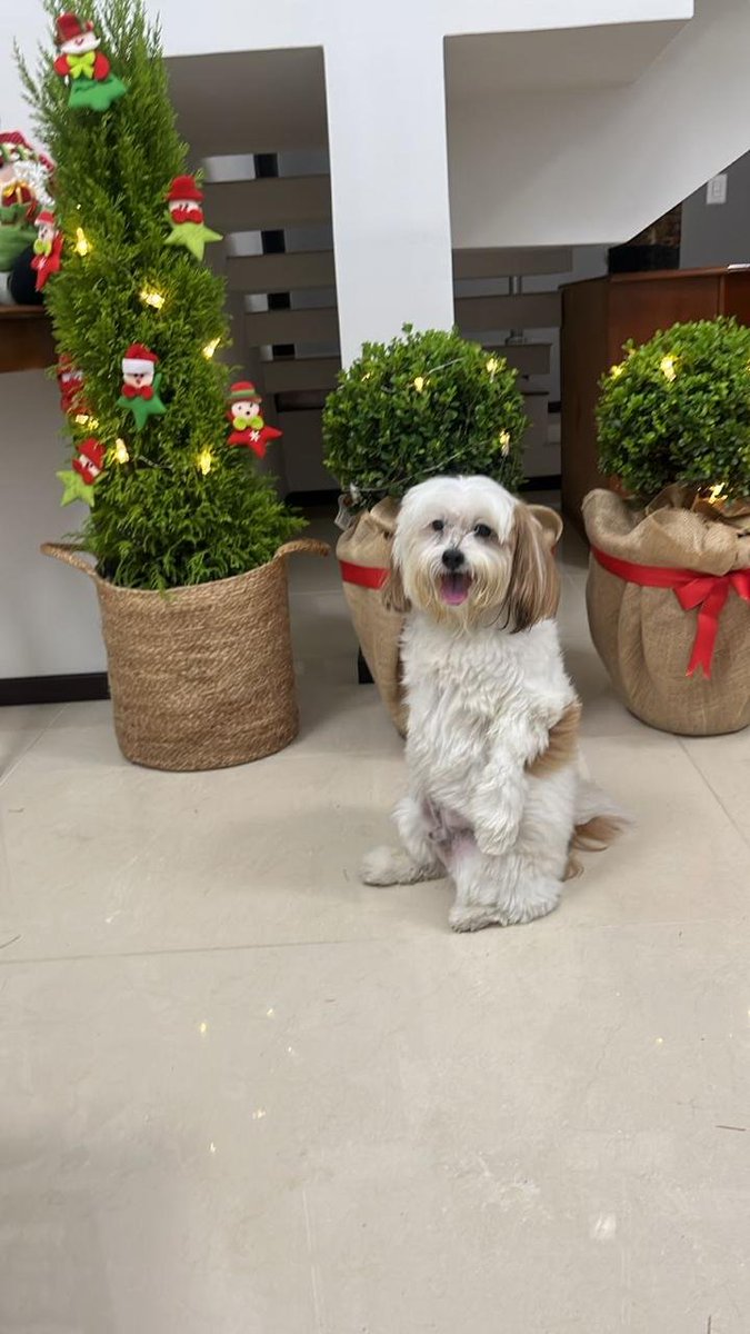 City Hall Gator tweet media