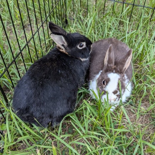 Rabbit of the Day 🐰 tweet media