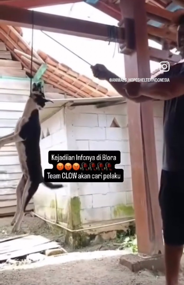 🐾 𝕏 🐾 tweet media
