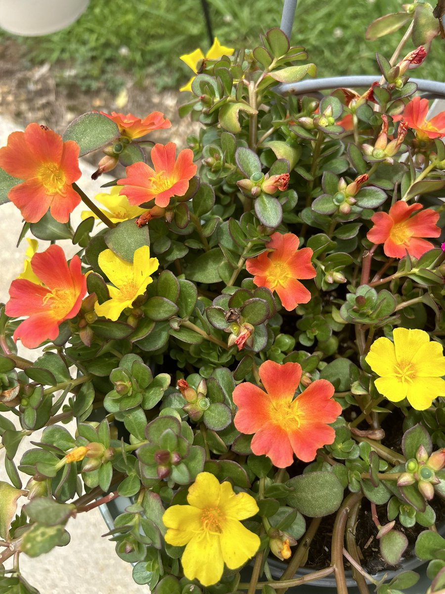 How does the Jesus Christ’s resurrection apply to our everyday lives?

The restoration of LIFE!

“Whoever hears My word and believes Him who sent Me has eternal life and will not be condemned; he has crossed over from death to life.” John 5:24