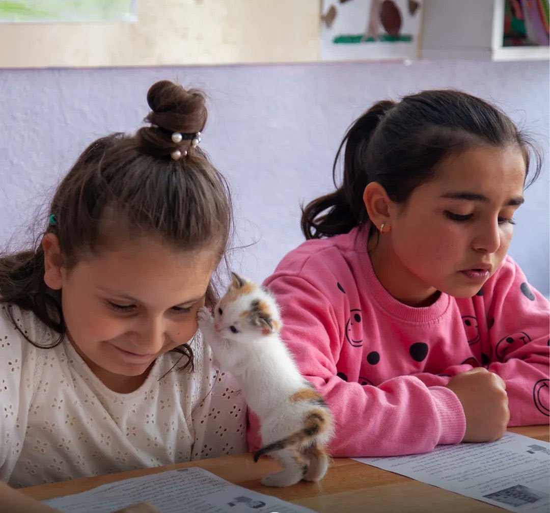 bosunatiklama's tweet photo. Çorum'da doğum yapan kedi ile yavrularına sahip çıkan öğrenciler: https://t.co/7tsYmijgXp