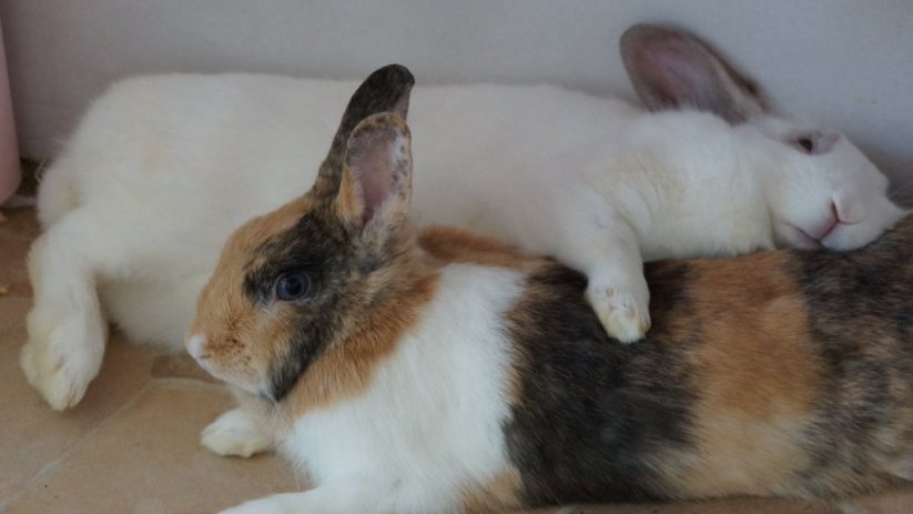 Rabbit of the Day 🐰 tweet media