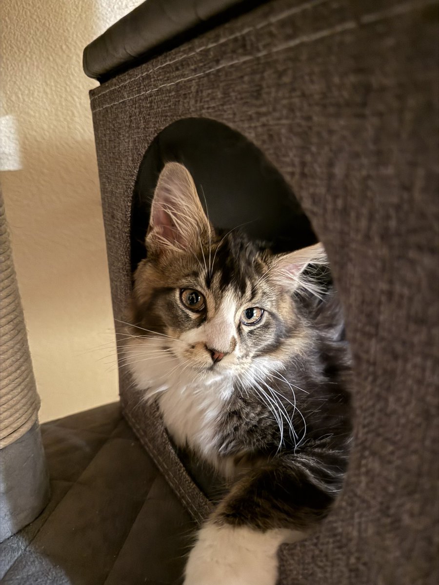 Primrose Alaska 🌺❄️ tweet media