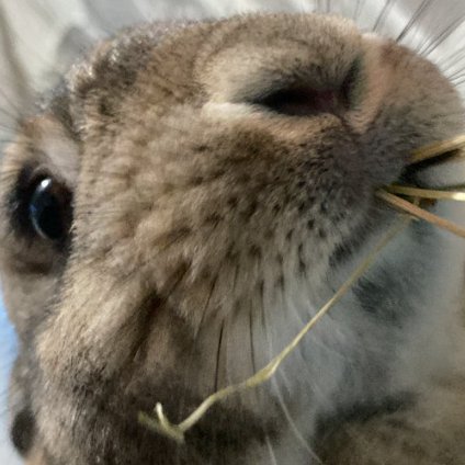 Rabbit of the Day 🐰 tweet media