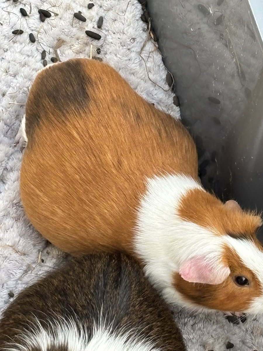 La Maison Des Chons 💪🦀 tweet media