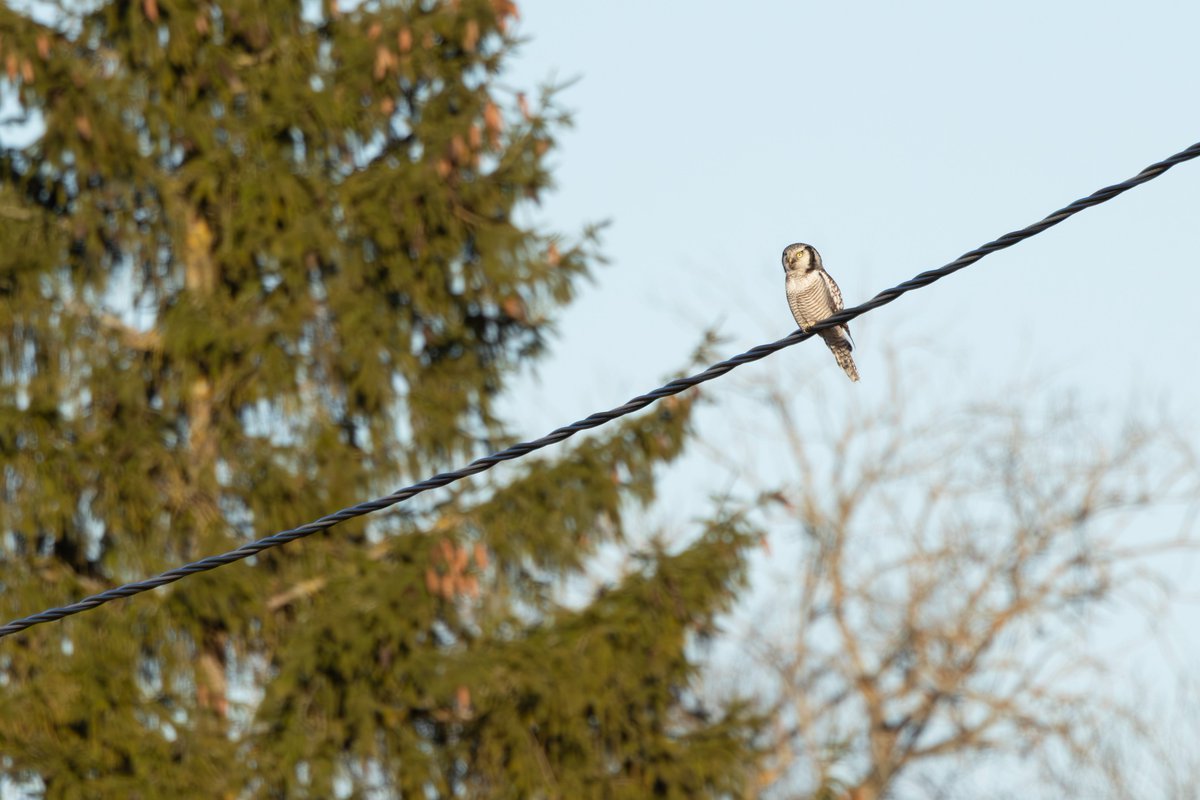 Toby Carter tweet media