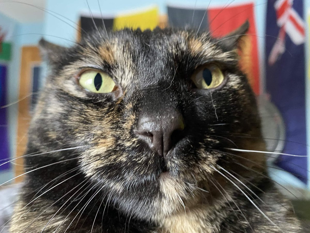 Little cat tweet media