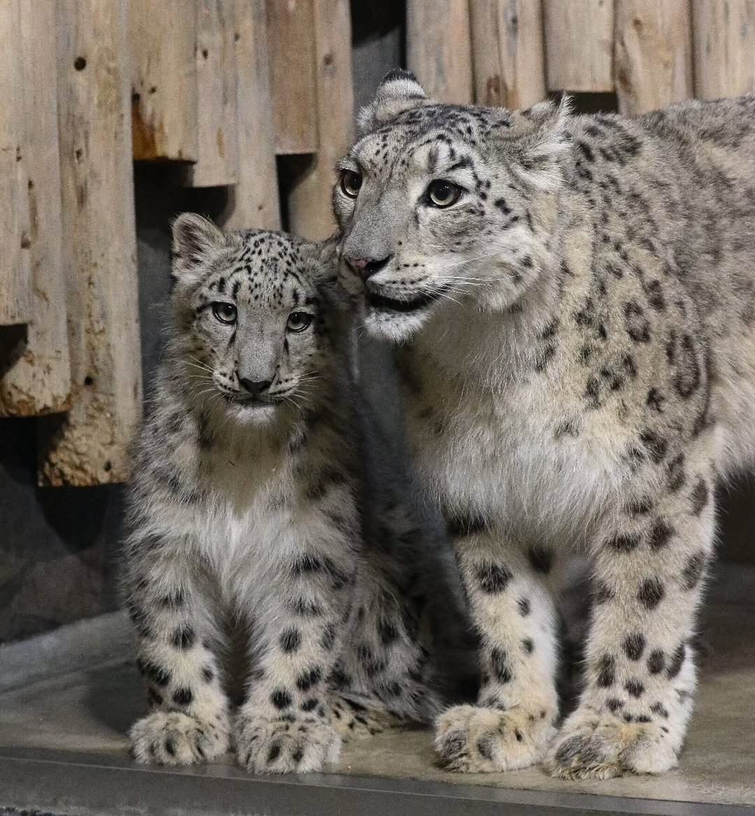 let's be majestic with mama