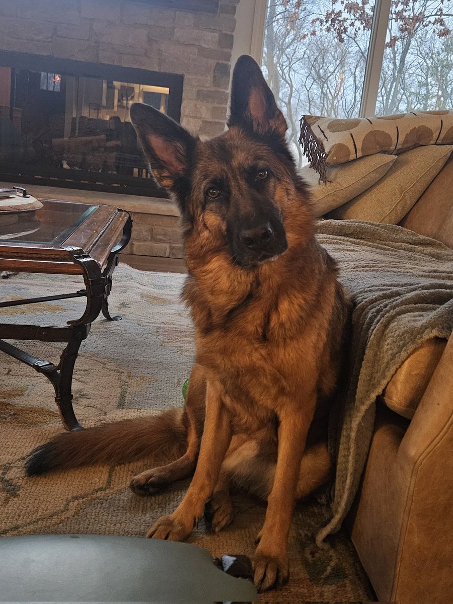 Scott Spaulding DVM tweet media