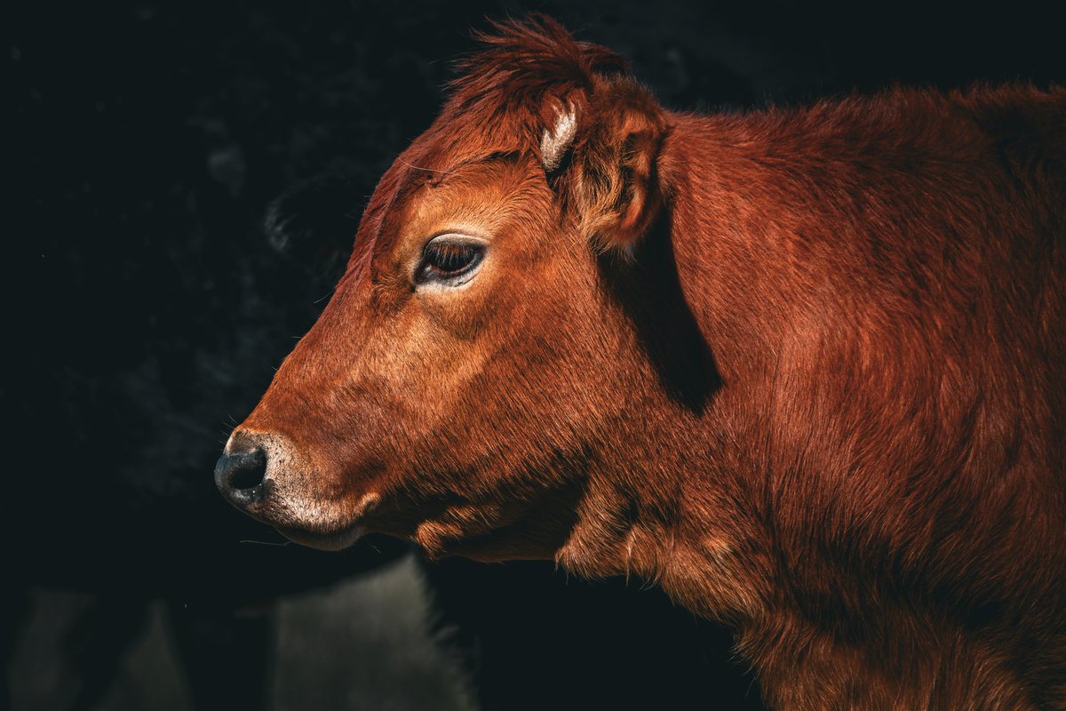 EyeOfTexasPhoto's tweet photo. Taken 3/12/26 in Kerrville, Tx.
#Kerrville #Texas #Photography #Nature #Outdoors #Livestock #Rodeo https://t.co/onMpcFCnda