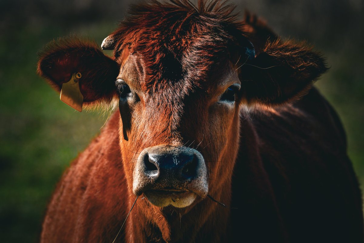 EyeOfTexasPhoto's tweet photo. Taken 3/12/26 in Kerrville, Tx.
#Kerrville #Texas #Photography #Nature #Outdoors #Livestock #Rodeo https://t.co/onMpcFCnda