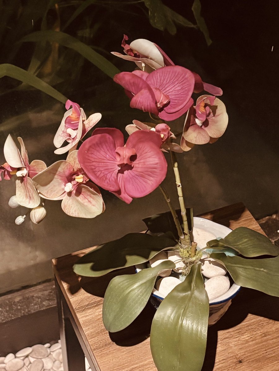 auliaalf tweet media