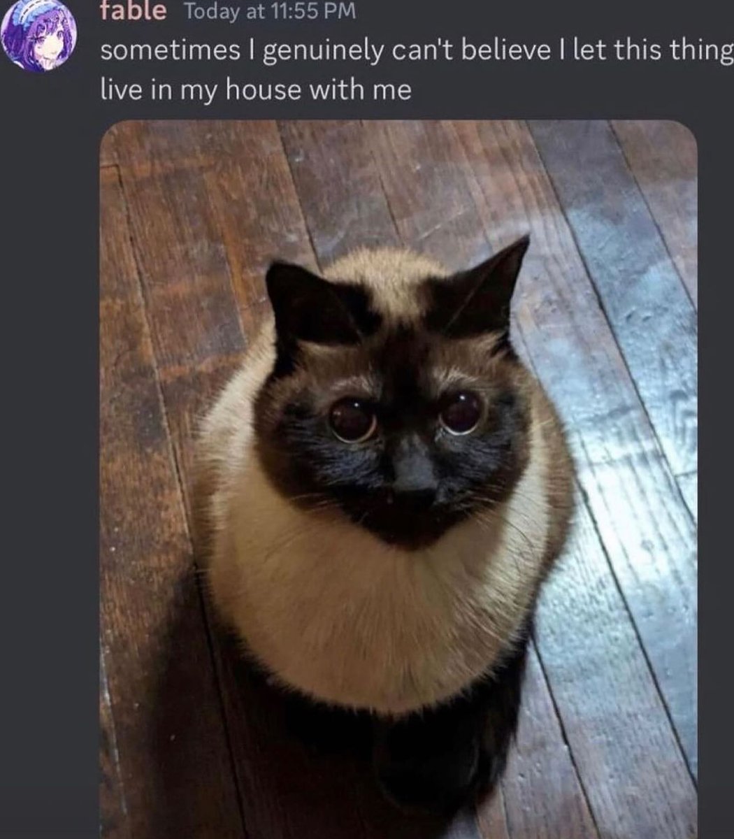 Punch Cat tweet media