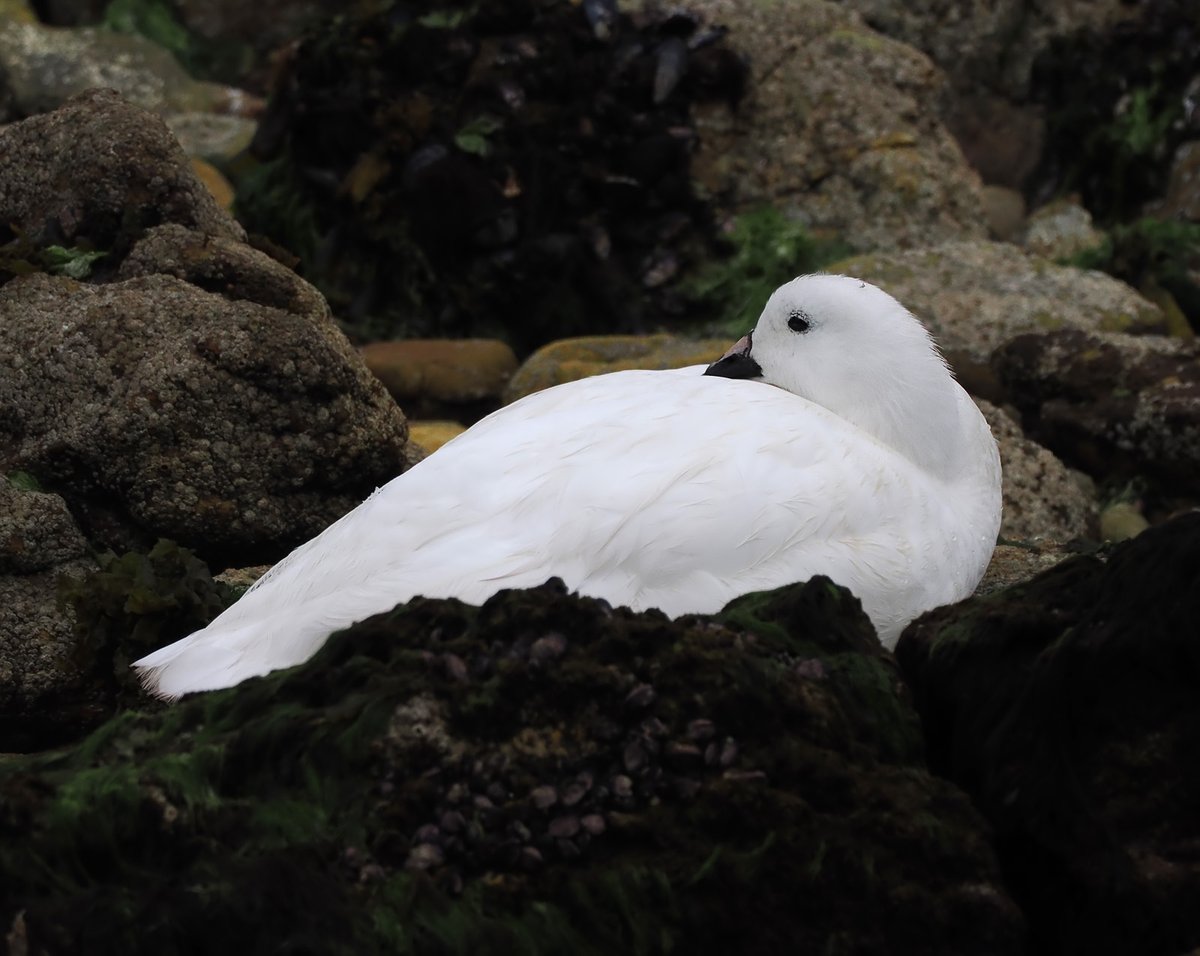 Andrew Whitehouse tweet media