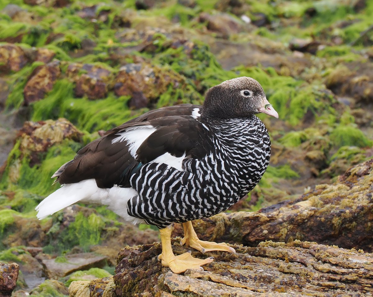 Andrew Whitehouse tweet media