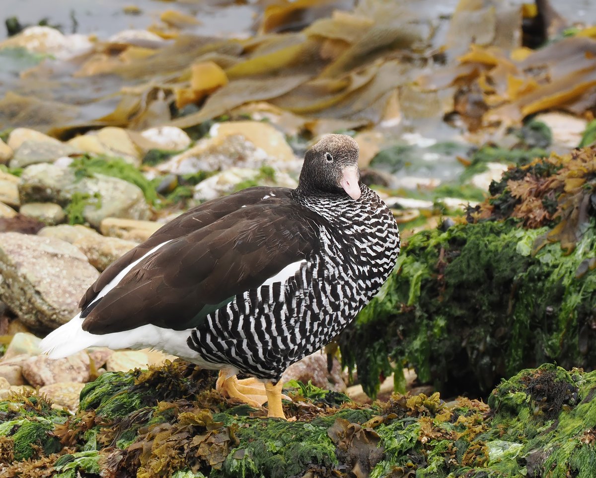 Andrew Whitehouse tweet media