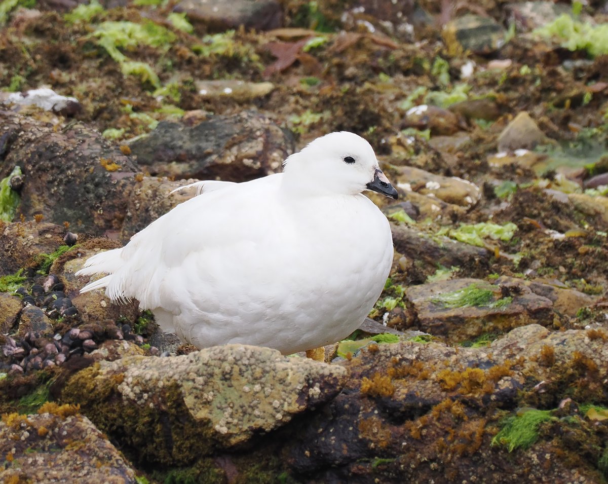 Andrew Whitehouse tweet media