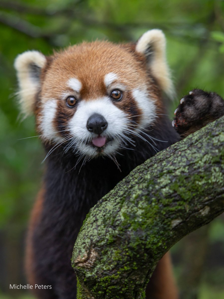 Cincinnati Zoo tweet media