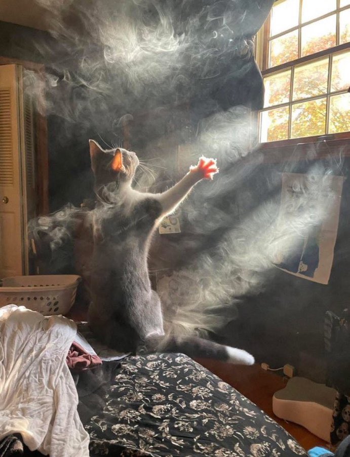 hotboxed my room then looked up and seen my cat doing this wtf😭