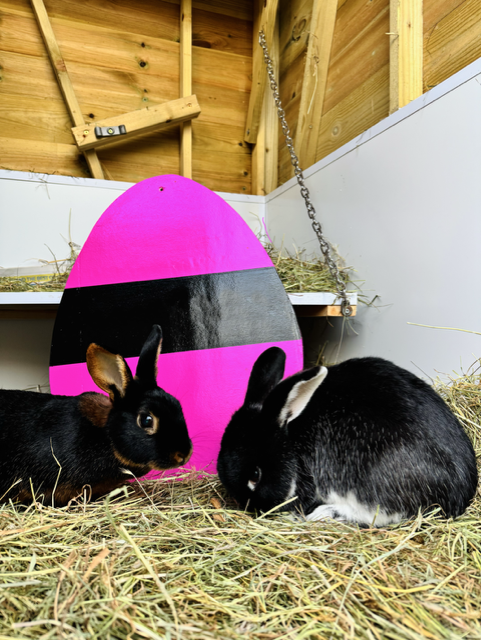 Raystede tweet media