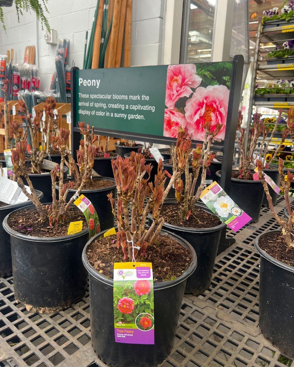 Hicks Nurseries tweet media