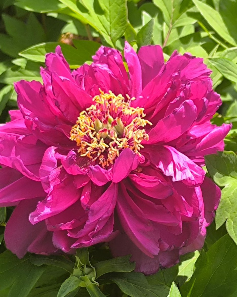 Hicks Nurseries tweet media