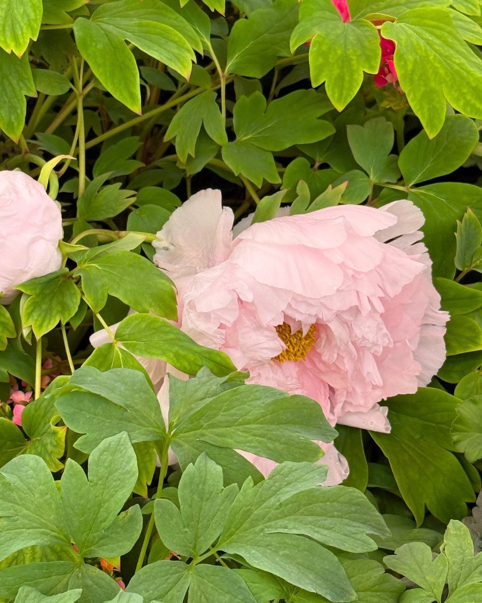 Hicks Nurseries tweet media