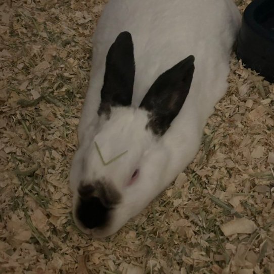 Rabbit of the Day 🐰 tweet media