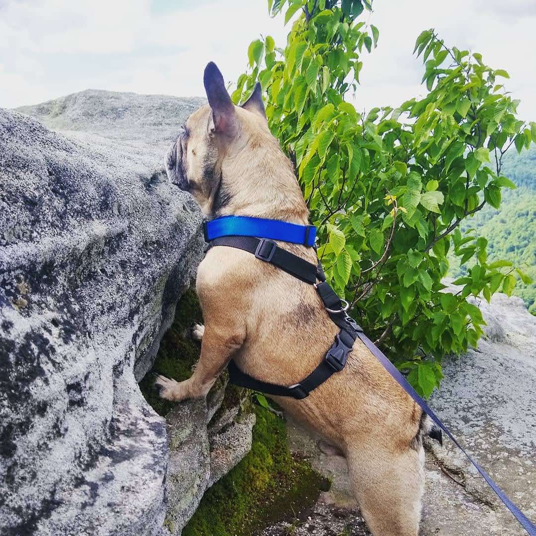 Whale Psychiatrist ™️ tweet media