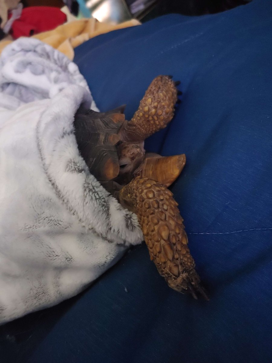 Ahmya Aurion 🐲 💚 🏳️⚧️ 🔞 | Dragon Vtuber L tweet media