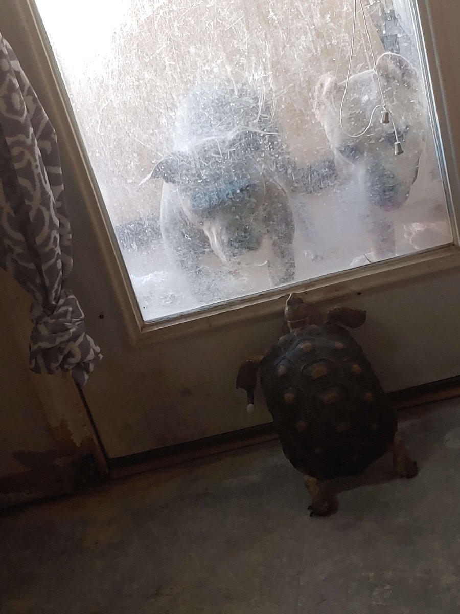 Ahmya Aurion 🐲 💚 🏳️⚧️ 🔞 | Dragon Vtuber L tweet media