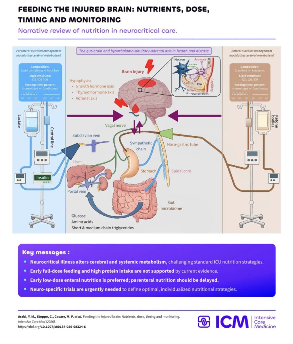 CriticalCareNu1's tweet photo. Is nutrition just "supportive care" for the injured brain? 🧠 We argue it's a modifiable therapy that can influence recovery.
🥄 Why early low-dose EN is preferred
⚡ The role of ketogenic diets &amp; lactate
📊 Urgent need for trials https://t.co/w2KQKlWi0Q
#NeuroICU #MedTwitter https://t.co/yL1D5v2LmI