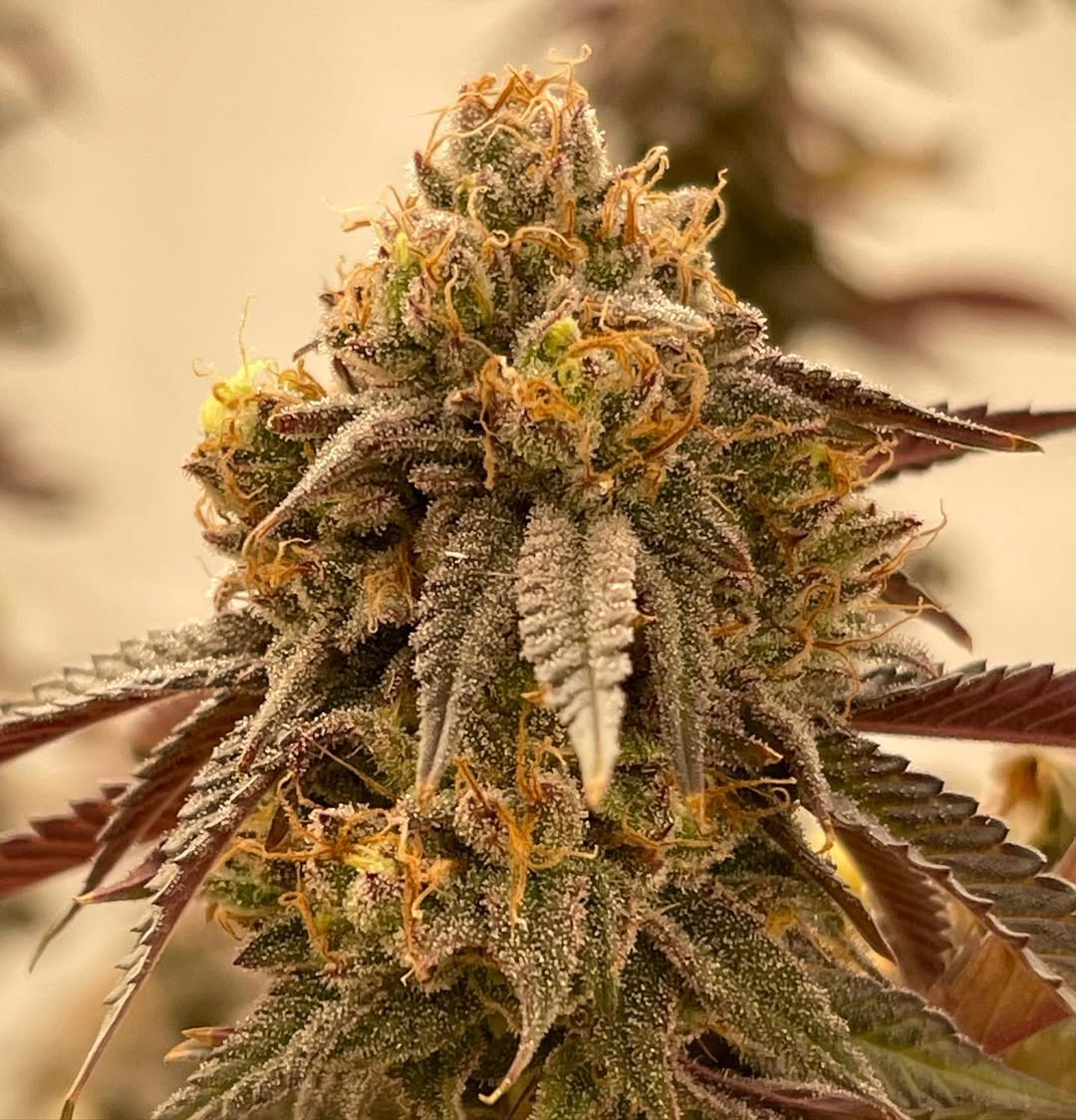 Symbiotic Genetics tweet media