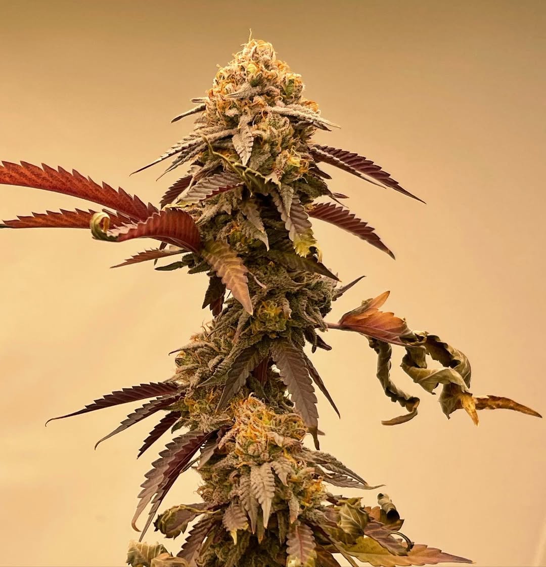 Symbiotic Genetics tweet media