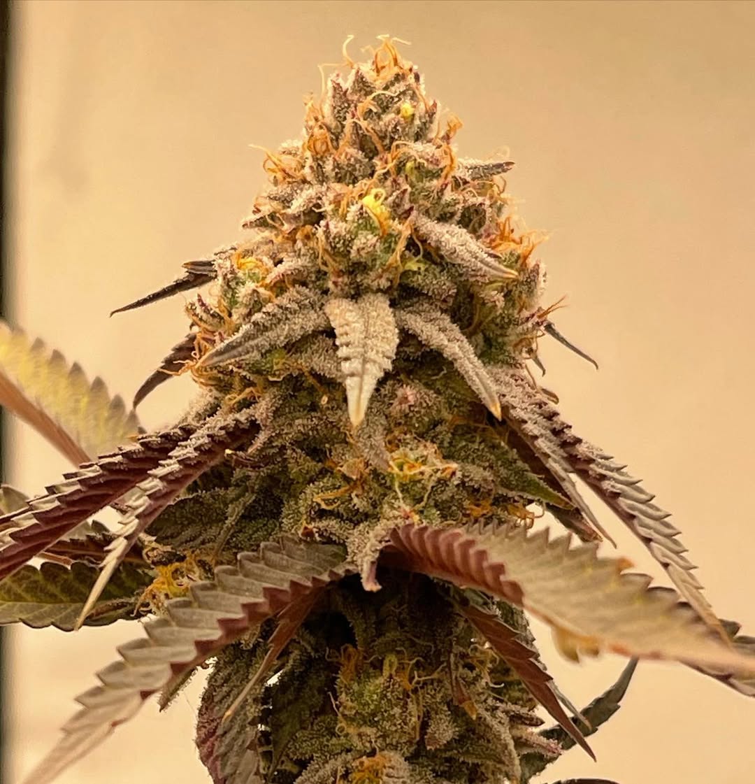 Symbiotic Genetics tweet media