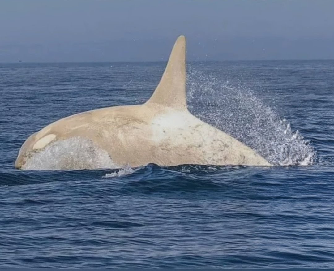 AndredeVegte777's tweet photo. #WhiteOrca https://t.co/LVC0fEltzy