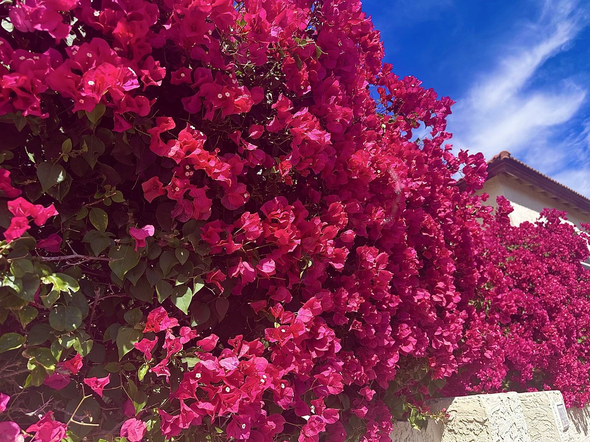 Nnedi Okorafor, PhD🕷️ tweet media