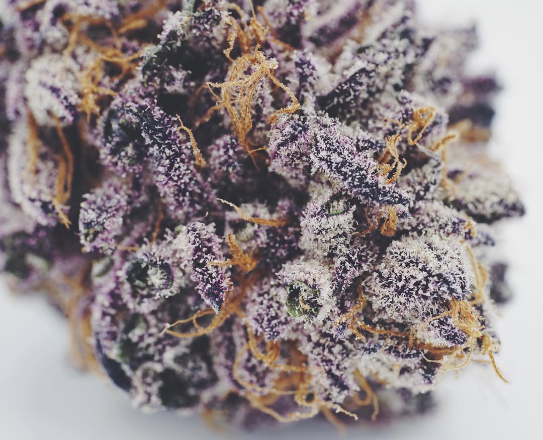 Symbiotic Genetics tweet media