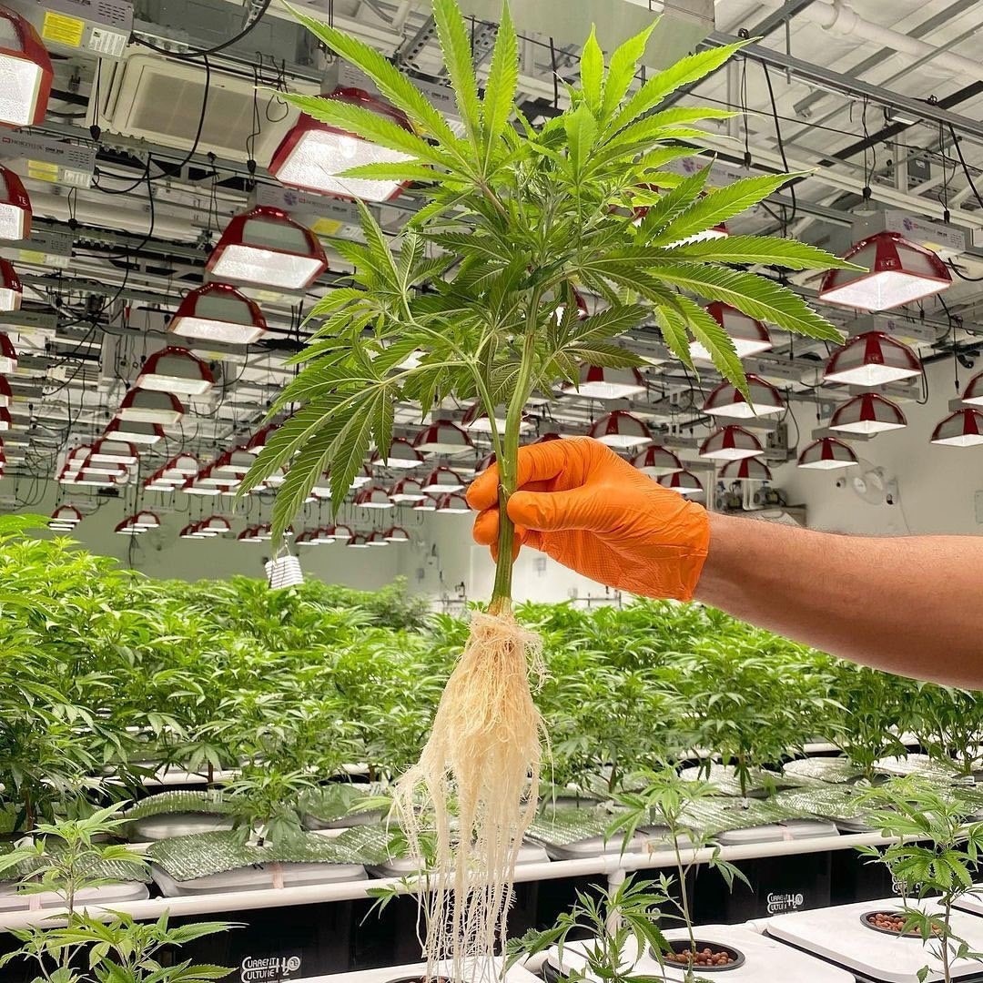 Symbiotic Genetics tweet media