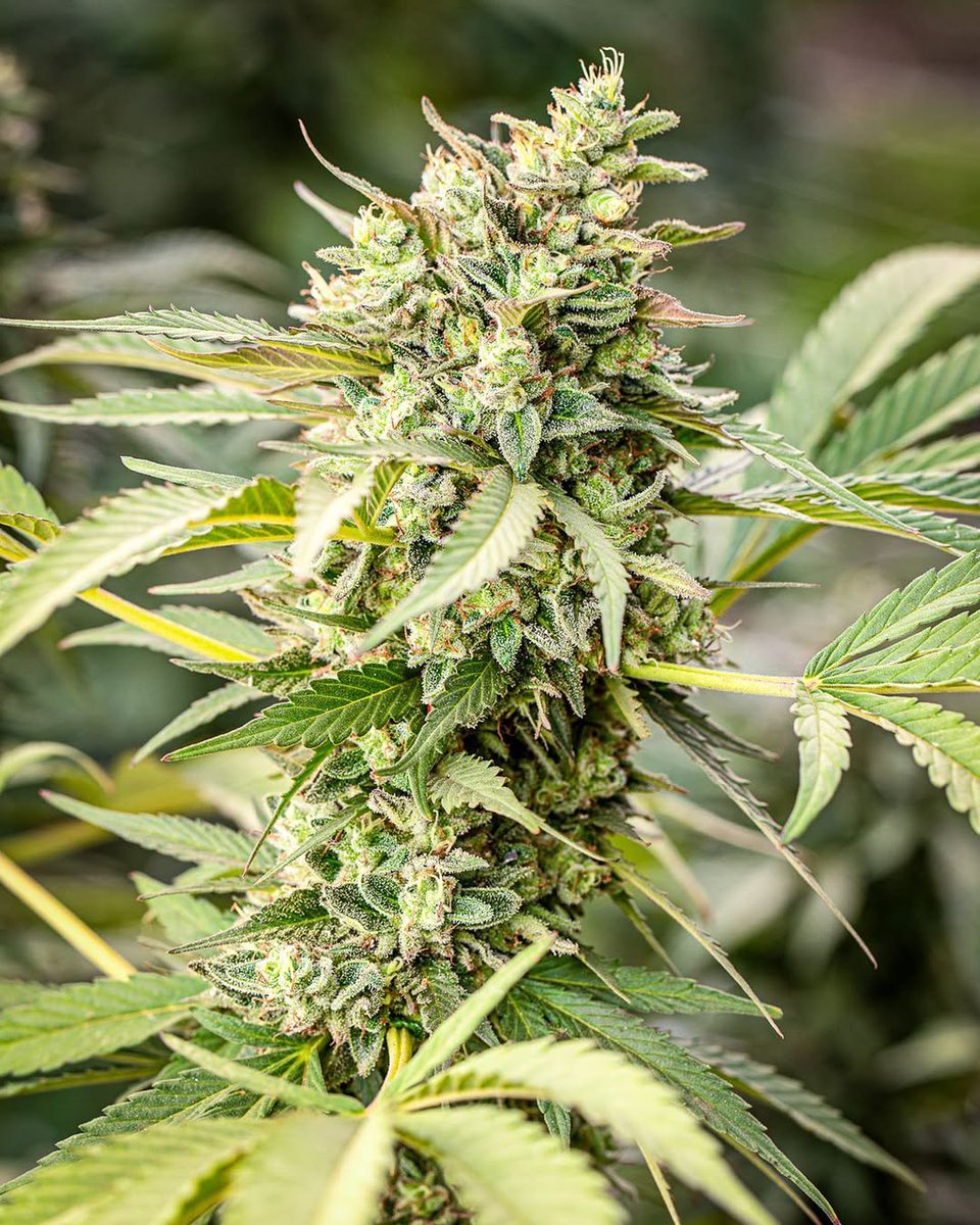 Symbiotic Genetics tweet media