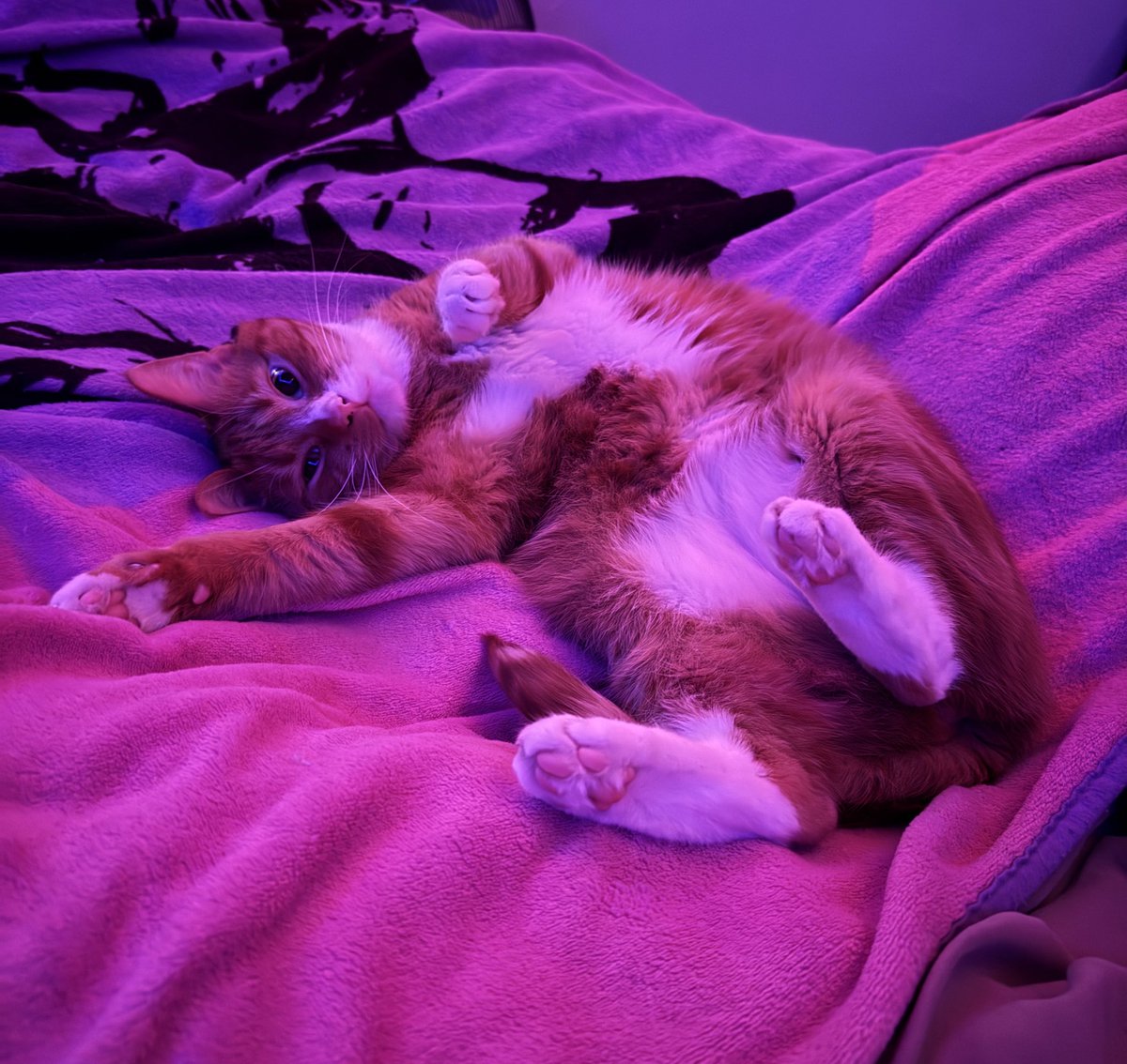 𝕖𝕝𝕤𝕚𝕖 ⋆⁺₊⋆ ☾ ⋆⁺₊⋆ ☁︎ tweet media