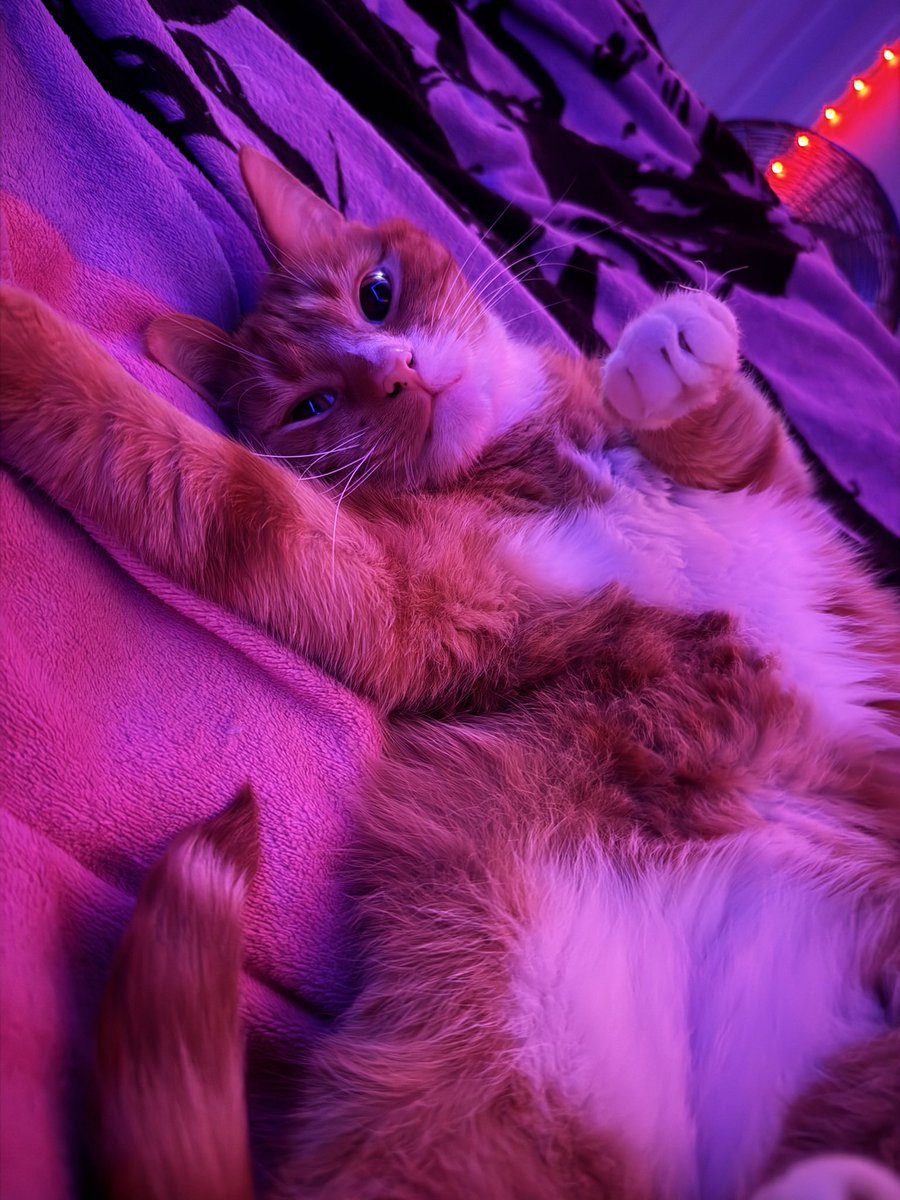 𝕖𝕝𝕤𝕚𝕖 ⋆⁺₊⋆ ☾ ⋆⁺₊⋆ ☁︎ tweet media