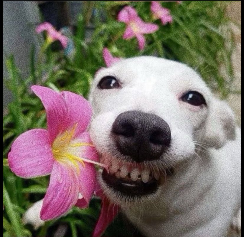 ORYX Moakts tweet media