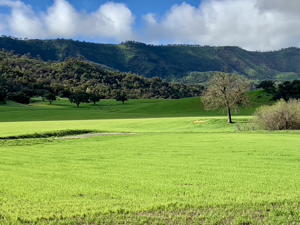 Upper valley meadow