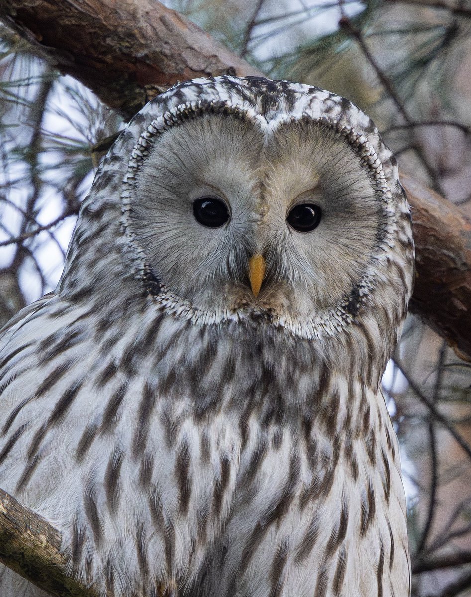 Miles Cluff tweet media