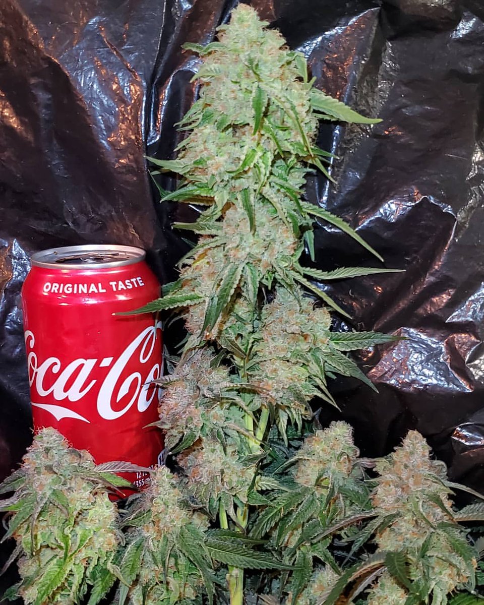 Symbiotic Genetics tweet media