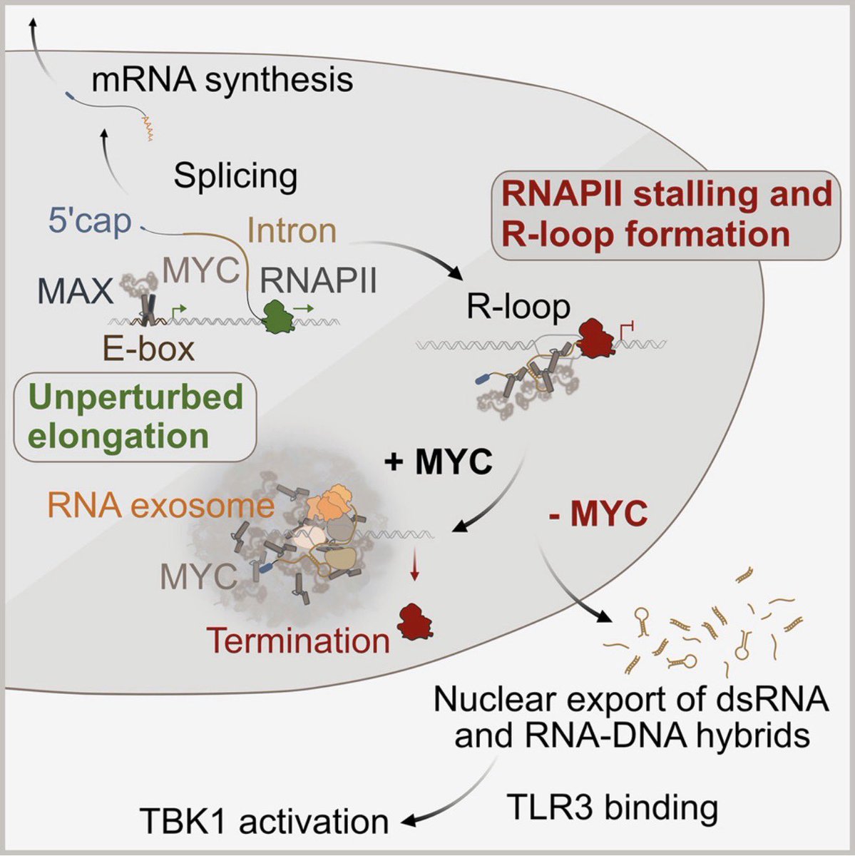 Ivan Zanoni tweet media
