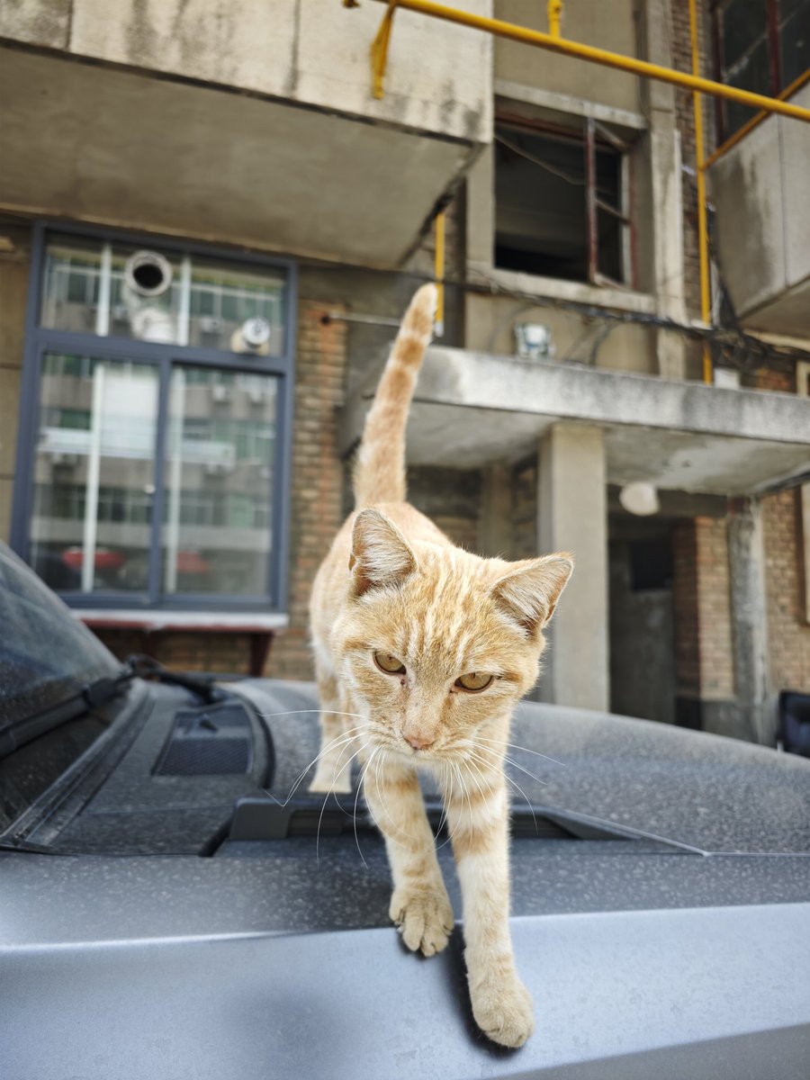 AkimovDimitri's tweet photo. @ttkx19990415 How about this kitty, top of my car. https://t.co/npvYKYVFsk
