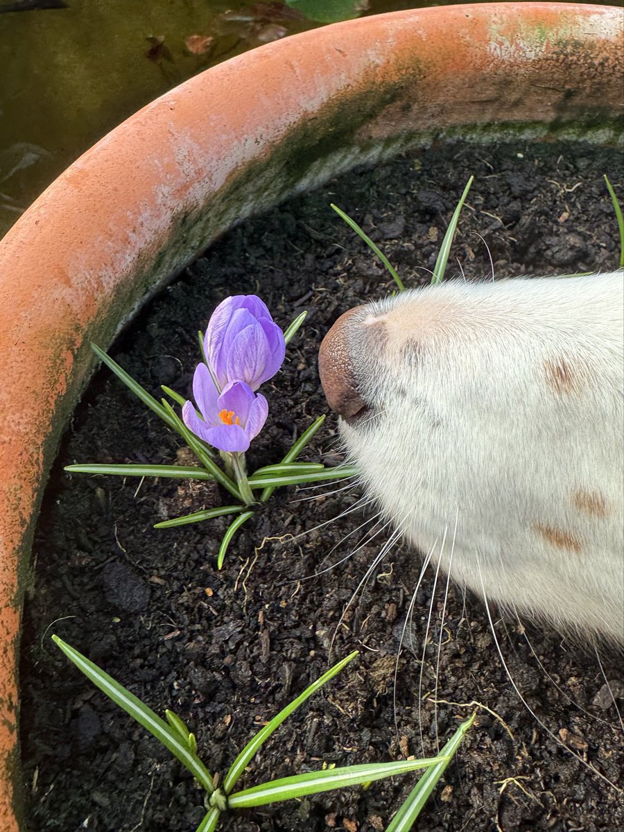 Maple would like to show you something