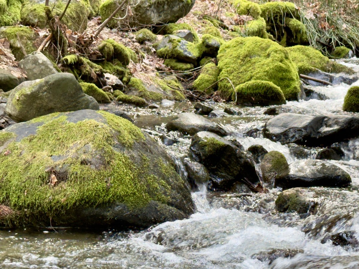 DonEDavie's tweet photo. Some pics of East Weaver in Weaverville, CA.
#Weaverville. #Photos #Nature #NatureBeautiful ##ihatehashtags https://t.co/gEEdBC68AW